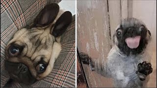Made your day with these funny and cute Pug Puppy Videos Compilation by Puppy Lovers 4 weeks ago 11 minutes, 6 seconds 105,908 views