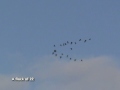 Migrating Cranes over Malta
