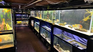 FISH ROOM TOUR | 40 AQUARIUMS IN THIS BASEMENT FISH ROOM!