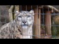 呼びかけにお返事してくれるユキヒョウ　ミミ Snowleopard replies to calling