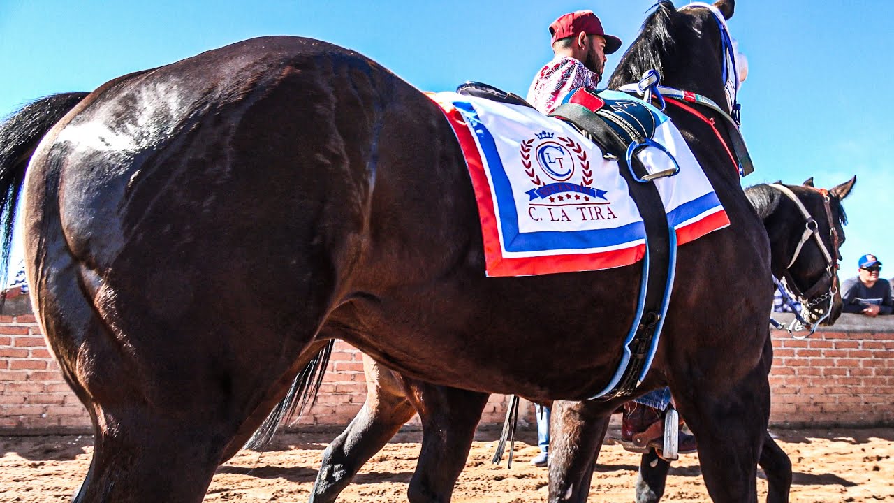 Carrera Millonaria | El Valente Quintero Vs La Prima, Carril La Tira Durango Mex.