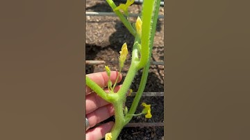 How to Prune Cucumber Plants for BEST Growth!