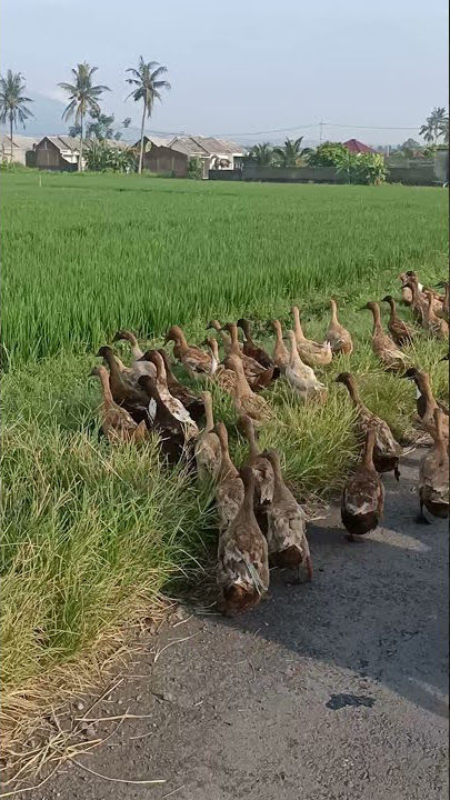 bebek kwek kwek kwek