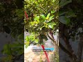 Tại sao sắc xanh của cỏ cây có thể chữa lành tâm hồn? 🌳