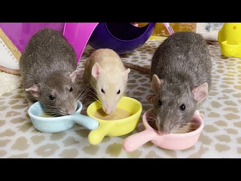 Лакомство для крыс 🐀 | Таблица питания крыс в описании под видео 🌸