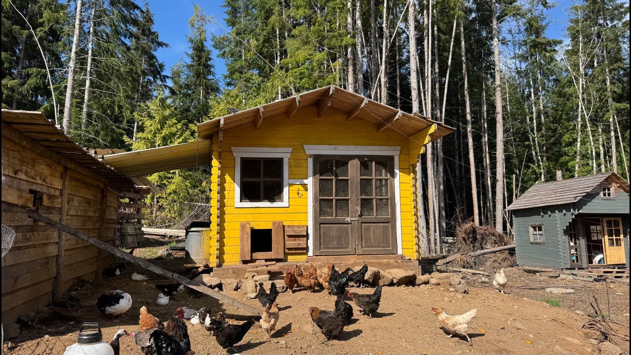 SECRET BEST CHICKEN & DUCK COOP for FREE EGGS in COUGAR & BEAR COUNTRY - RAW, UNEDITED, LIVE TOUR…