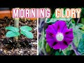 Growing morning glory plant time lapse  seed to flower 114 days