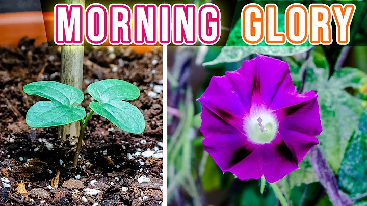 Growing Morning Glory Plant Time Lapse - Seed To Flower (114 Days) - DayDayNews