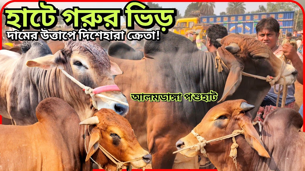 #হাটে গরুর #আমদানি বেড়েছে, #কিন্তু #দাম শুনেই #ফিট হওয়ার #দশা! #cowpriceinbangladesh #আলমডাঙ্গা 