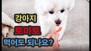 강아지 토마토 먹어도 되나요? Can Dogs Eat Tomatoes?