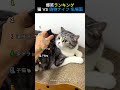 猫 VS 偽物ナイフ 反応ランキング🐱TOP6