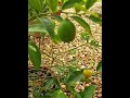 Growing Lime in a Pot/Лайм в Горшке/#Садоводство