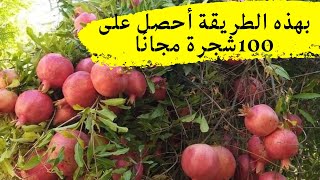 إذا كانت لديك شجرة جيدة فحصل منها على اكثر من ? شجرة مجانا /الترقيد الهوائي للاشجار/ Air layering