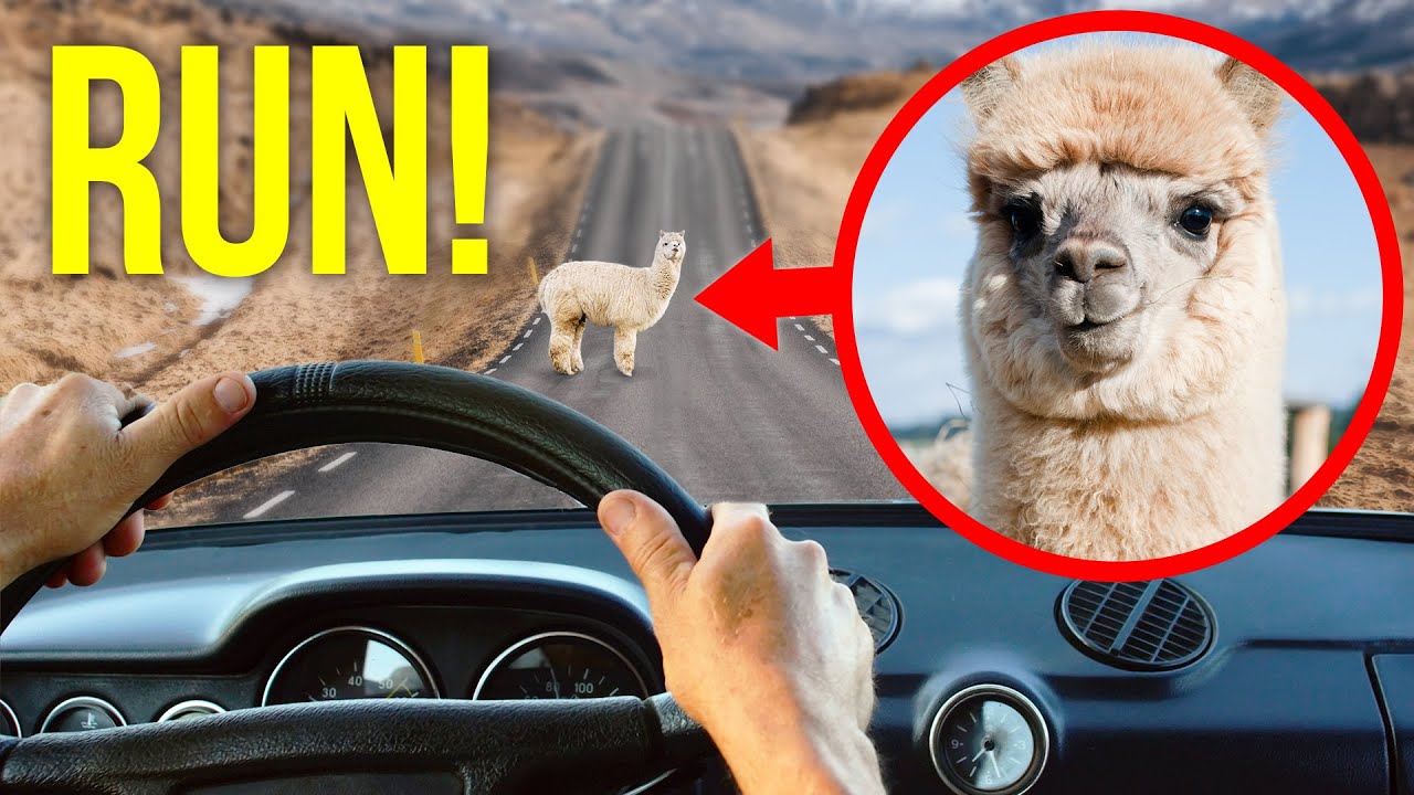 If You See This Cute Alpaca, Get Away Fast (And Other Dangerous Cuties)