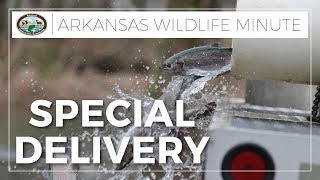 AGFC Stocking Trout Across the State