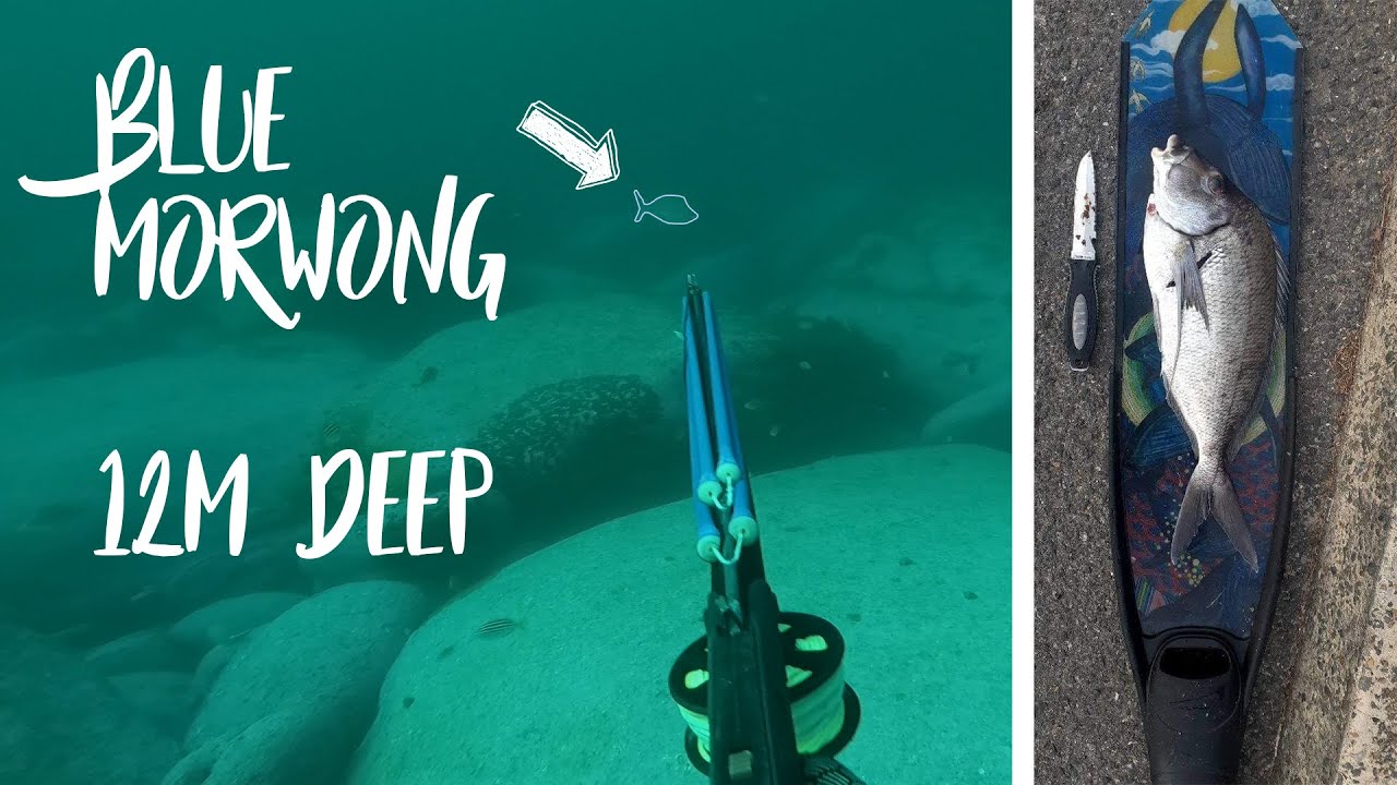 Blue Morwong - Bower