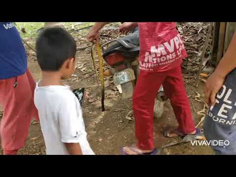 Video: Paano Mapupuksa Ang Mga Ahas Sa Kanilang Tag-init Na Kubo: Paraan Ng Pagharap Sa Mga Gumagapang Na Mga Reptilya