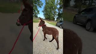 Seeing dogs for the first time!