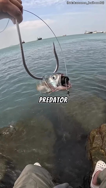 Para Pemancing Wajib Memiliki Alat Jenius Ini!🤯😱 #shortsvideo #viralvideo #trending #fishing