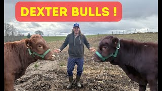 Comparing Dexter Bull Calves by Sweet Briar Farm 728 views 5 months ago 21 minutes