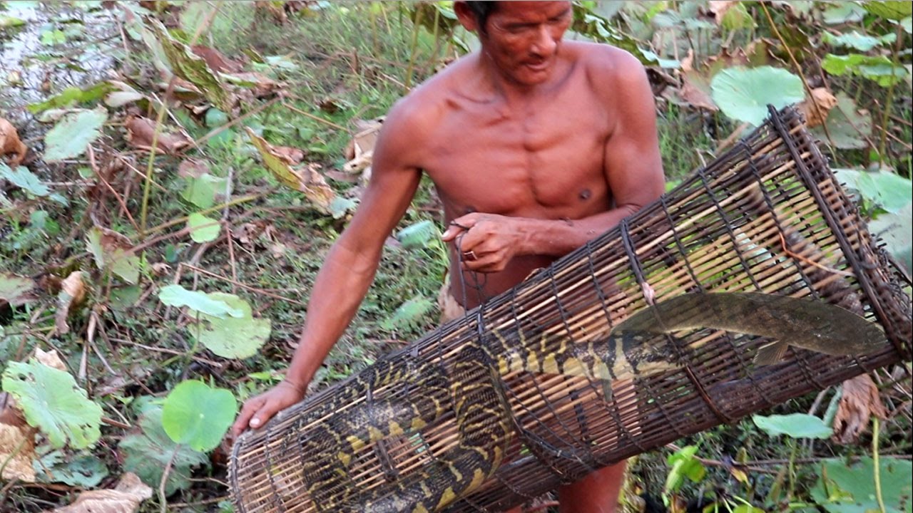 Amazing Man Catch Water Snake And Fish Using Bamboo Net Trap 