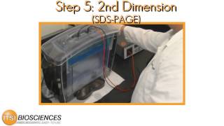 Celebrity ITSI Biosciences 2D DIGE Steps Profile