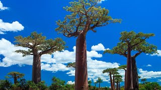 Magic jigsaw puzzles - casual gaming - Most relaxing - 72 pieces - Baobabs of Madagascar