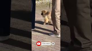 🐶 එබිනාහි ගෝරිල්ලා මුහුණැති බලු පැටියා🐶 Gorilla Face Puppy Walk in Ebina | Cute Fluffy Dog 🐾
