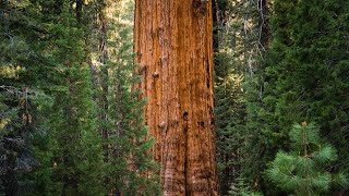 General Sherman Tree and Giant Forest Grove Loop in Sequoia National Park - GoPro Hiking Video