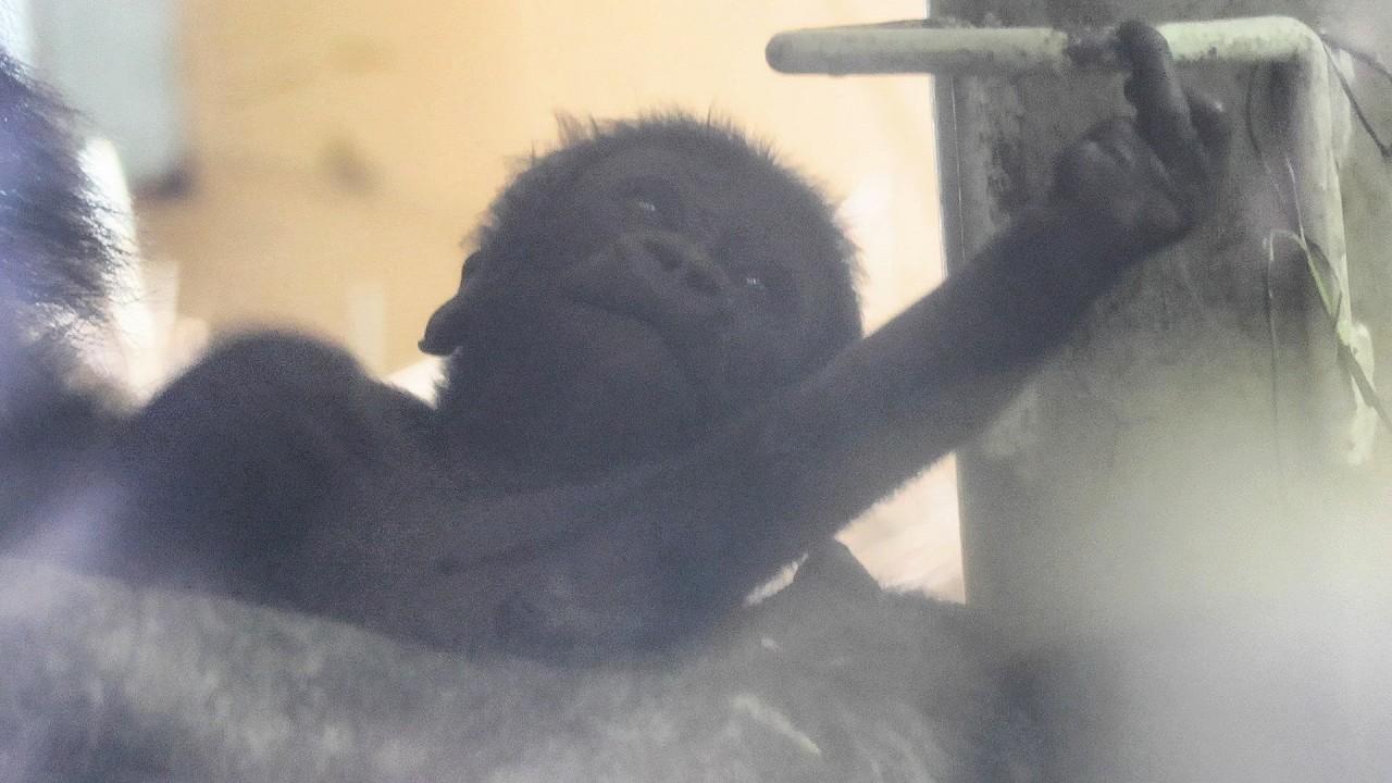 好奇心いっぱい！赤ちゃんゴリラと支柱のステップバー｜京都市動物園｜撮影日2026.2.6｜【きょうのゴリラ】