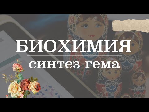 Синтез гема (этапы, регуляция) | Биохимия