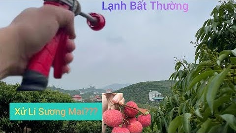 Cách Xử Lí Sương Mai Cho Vải Thiều Lục Ngạn Đợt Lạnh Bất Thường l Núi Đồi Lục Ngạn