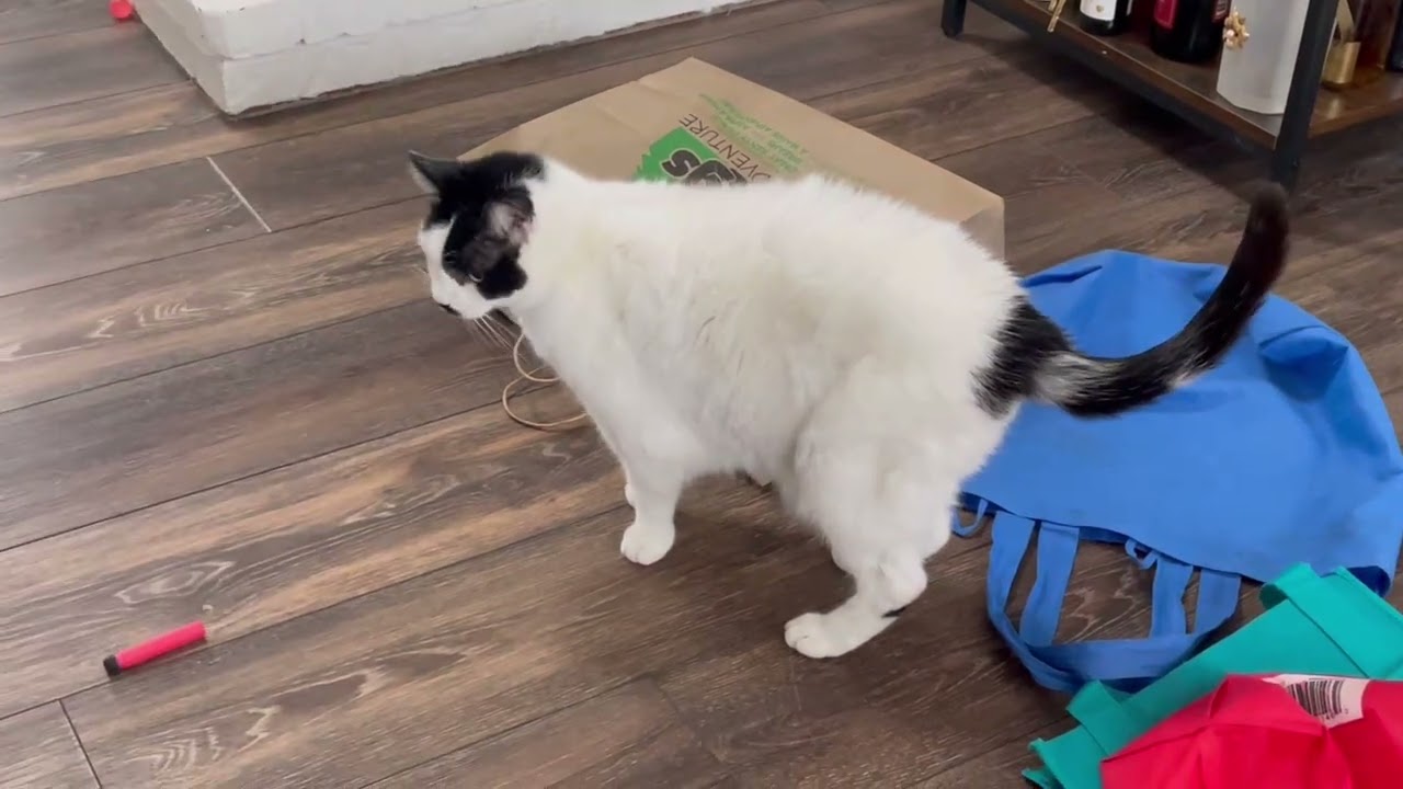 Playtime for Abby #cat #viralvideo 