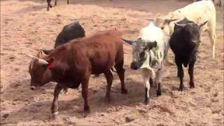 Corriente Cattle