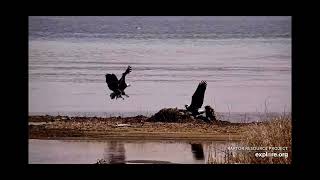 Bald Eagles on the Mississippi River Flyway 3\/24\/2023 (Courtesy of explore.org)