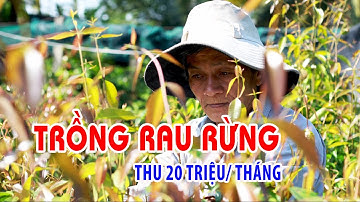 Nhờ rau rừng bỏ túi hàng chục triệu mỗi tháng - PLO
