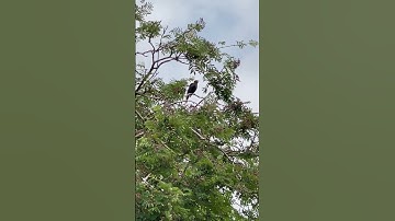 Thumbnail of Beautiful birdsong🐦‍⬛#amazing #wildlife #trending #wow #beautiful #sound #black #bird #song #shorts