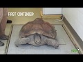 Tortoise vs. Tortoise