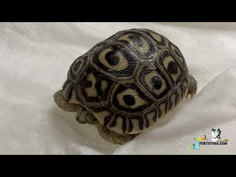 Tortoise hatching time lapse