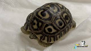 Tortoise hatching time lapse