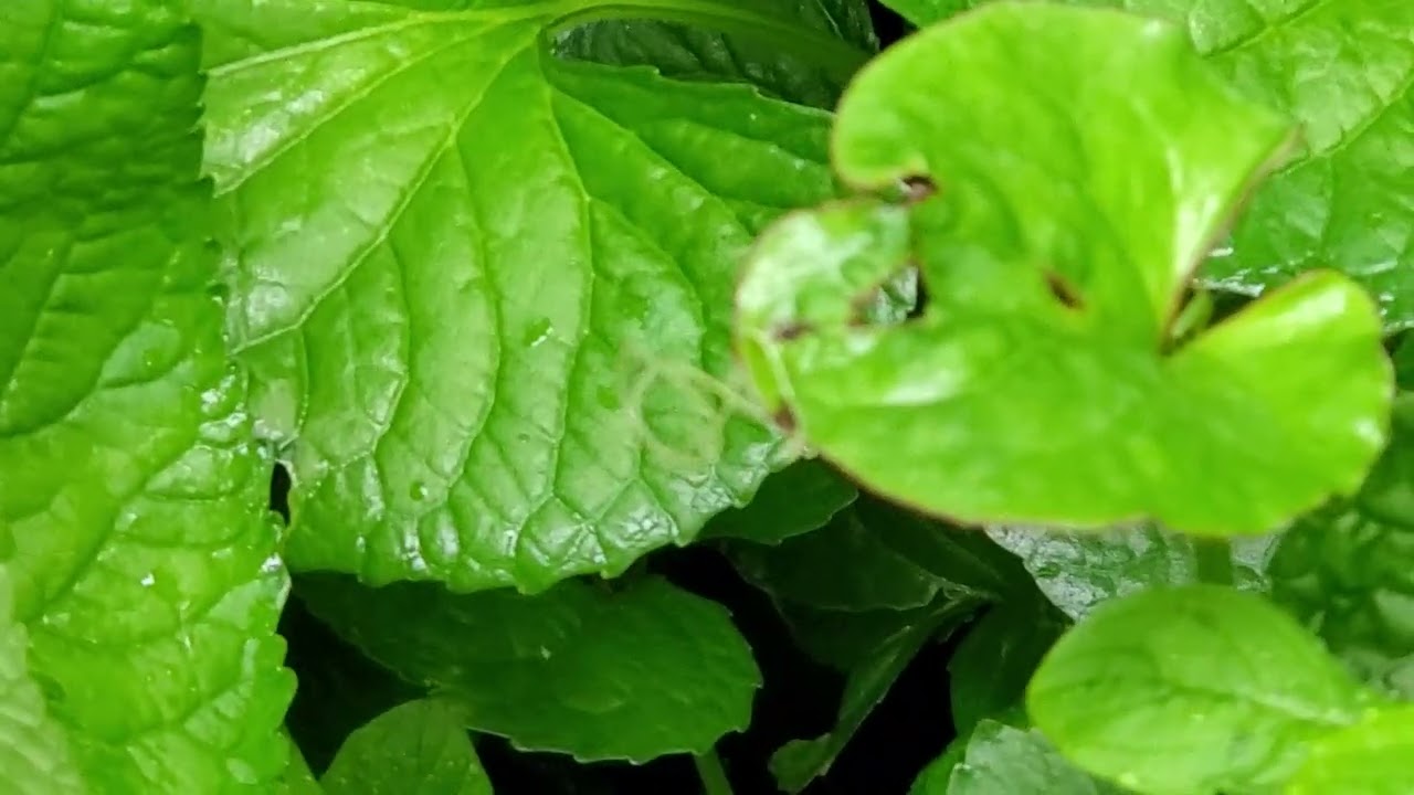 Very slender worm/snake like creature? what is it?