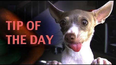 Dog training Tutorial: Fading a Lure (while teaching SPIN)