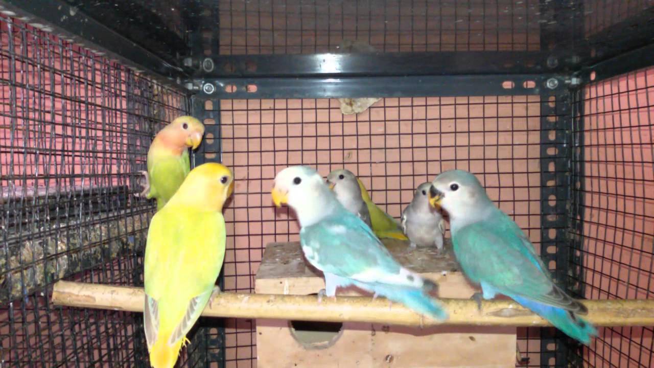 African lovebirds cinnamon mauve pied and blue pie 