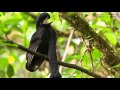 Long-wattled Umbrellabird