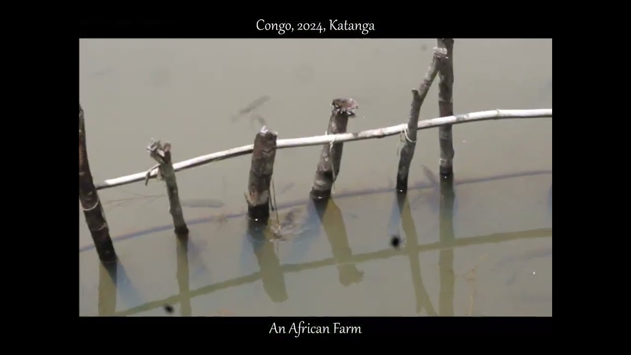 An AFRICAN FARM in CONGO, with Serge, near Lubumbashi, Munama, Katanga, Jan. 2024, by @HabariSalam
