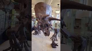 What did #triceratops skin look like? #dinosaur #science #americanmuseumofnaturalhistory