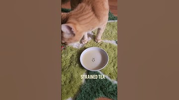 Catnip Tea Fail #catnip #tea #cat #cats #caturday #fail #catfail #gatos #kot #kit #chat #kedi #katze