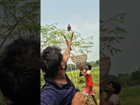 Hawk hunting with new technique 😯😯