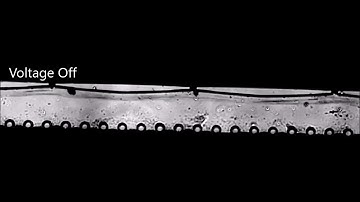 Dielectrophoresis of RBCs in Orifice Device