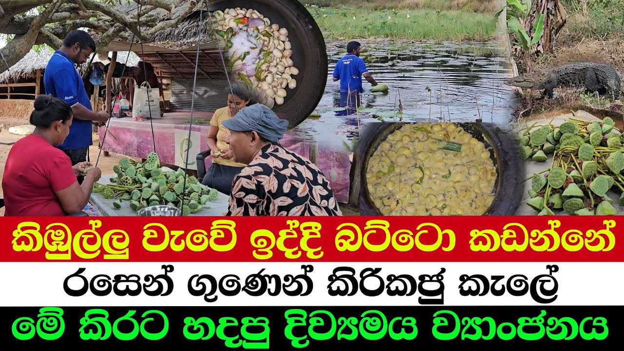 Lotus Hunting in Waters Full of Crocs | The Gods Missed This Recipe | Unbelievable Benefits